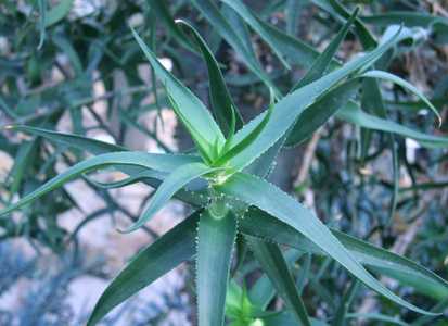 Aloiampelos ciliaris, formerly known as Aloe ciliaris, (also known as the 'Climbing Aloe') is a thin
