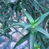 Aloe ciliaris