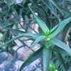 Aloiampelos ciliaris, formerly known as Aloe ciliaris, (also known as the 'Climbing Aloe') is a thin