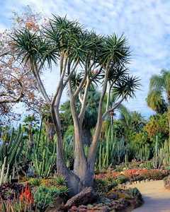 Aloidendron barberae is Africa's largest aloe-like plant that grows into a tree ranging from 30 to 5