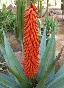 Aloe ferox (Cape Aloe) from South Africa is a tall, single-stemmed aloe, that can grow up to 10 feet