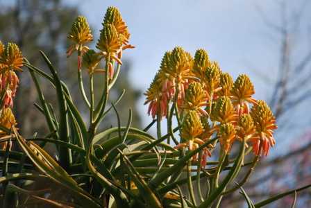 Aloidendron tongaense (Aloe tongaensis) is a freely branching, heavy stemmed tree Aloe bears masses 