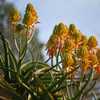 Aloidendron tongaense (Aloe tongaensis) is a freely branching, heavy stemmed tree Aloe bears masses 