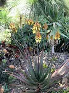 Aloe capitata var. quartziticola is a decorative stemless aloe from Madagascar that is stunning when