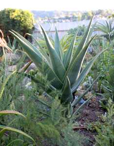 Originating from the coastal central Africa region and South Africa, Aloe Hercules is a hybrid tree 