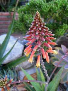 Aloe rudikoppe, commonly known as 'Little Gem', is a lovely landscape aloe that grows to less than 1