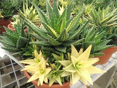 Aloe nobilis is a smaller clumping aloe about 18 inches tall and composed of fleshy green leaves whi
