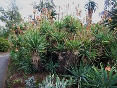 A beautiful, medium size, shrubby aloe with bi-color blooms and a trailing stem up to 1 meter long w