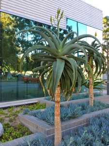 Aloe thraskii is wonderful feature plant that is tall and robust, with enormous olive green leaves t