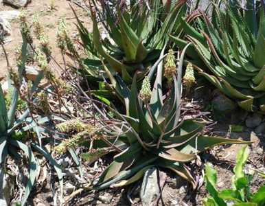 Aloe lavranosii is a solitary or occasionally offsetting Arabian aloe Aloe from southern Yemen with 
