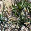 Aloe lavranosii