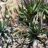 Aloe lavranosii is a solitary or occasionally offsetting Arabian aloe Aloe from southern Yemen with 