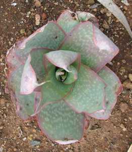 Aloe reynoldsii is a rare aloe with smooth, spineless leaves and a short stem, only found on south-f