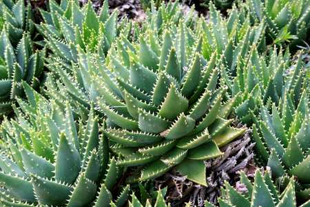 Aloe brevifolia is a tiny, stemless, blue-green succulent that forms compact rosettes, and is native