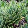 Aloe brevifolia is a tiny, stemless, blue-green succulent that forms compact rosettes, and is native