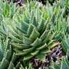 Aloe brevifolia