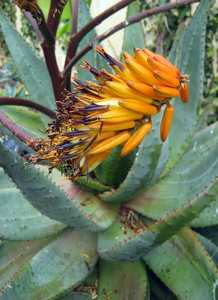 Aloe marlothii, native to South Africa, Swaziland, Botswana, and Mozambique, is one of the larger an