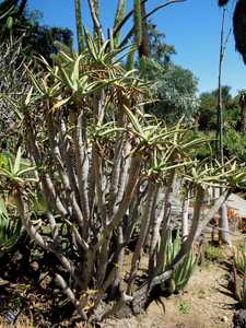 Aloe ramosissima is a larger Aloe to about 3 meters (9+ feet) tall with heavily branching, smooth st