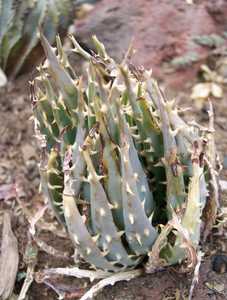 Aloe longistyla is a small South African, dwarf, aloe that suckers with time to form a group of 6 to