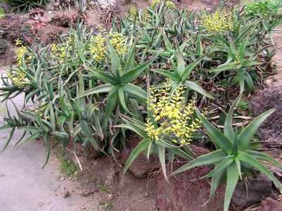 Aloe hildebrandtii is an ordinary looking, low-growing, shrubby aloe from Somalia, where it tends to