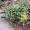 Aloe hildebrandtii is an ordinary looking, low-growing, shrubby aloe from Somalia, where it tends to