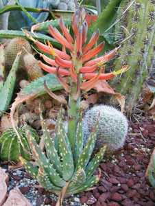 Aloe longistyla is a small South African, dwarf, aloe that suckers with time to form a group of 6 to