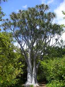 Aloidendron barberae is Africa's largest aloe-like plant that grows into a tree ranging from 30 to 5