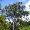 Aloidendron barberae is Africa's largest aloe-like plant that grows into a tree ranging from 30 to 5