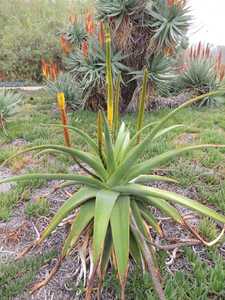 Aloe alooides, also known as graskop aloe, is a single-stemmed tree aloe from coastal South Africa. 