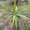 Aloe alooides, also known as graskop aloe, is a single-stemmed tree aloe from coastal South Africa. 