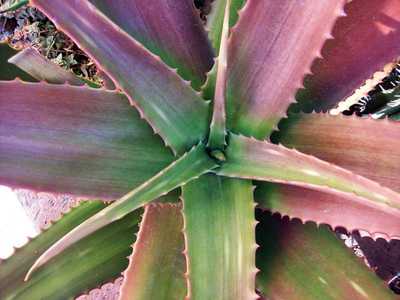 Aloe secundiflora is widespread in the open grassland and bushland in Ethiopia, Sudan, Kenya, and Ta