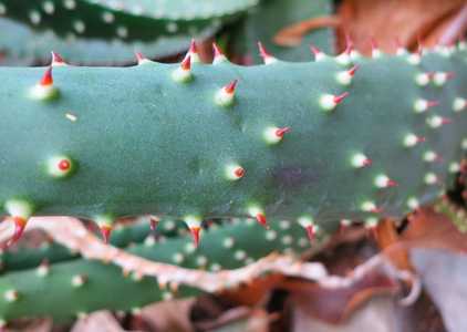 This perennial, stemless and generally solitary succulent native to Zimbabwe is a large and showy ou