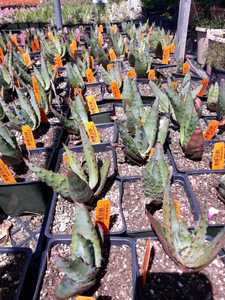 Aloe africana is a handsome aloe native to the Eastern Cape of South Africa which adapts to a wide r