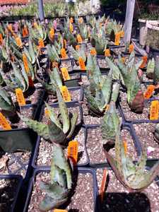 Aloe africana is a handsome aloe native to the Eastern Cape of South Africa which adapts to a wide r