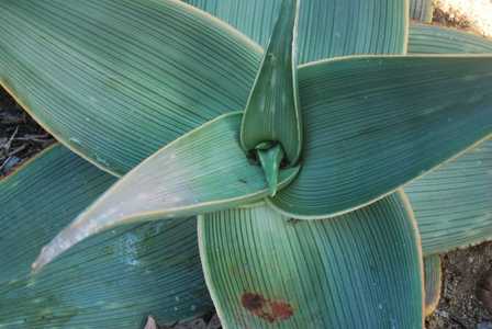 Aloe striata subspecies karasbergensis is well known for its attractive rusty brown to bronze, leaf 