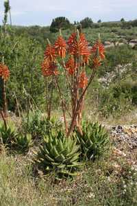 Aloe nobilis is a smaller clumping aloe about 18 inches tall and composed of fleshy green leaves whi