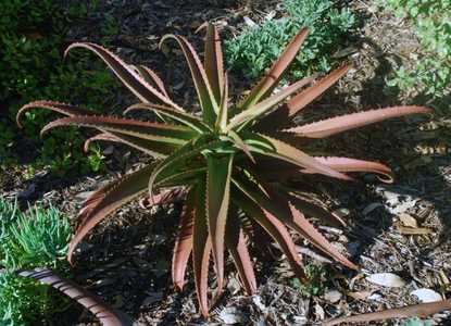 Perhaps the most handsome Aloe, this solitary, non-branching Madagascan tree aloe is set apart prima