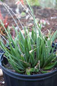 Aloe 'Grassy Lassie' is a small clumping aloe with deep-green, narrow, grass-like leaves and airy, b