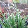 Aloe 'Grassy Lassie' is a small clumping aloe with deep-green, narrow, grass-like leaves and airy, b