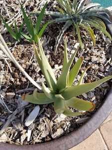 Aloe scobinifolia is a small, stemless Aloe from Somalia with rough (sort of like shark skin), uprig