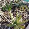 Aloe scobinifolia is a small, stemless Aloe from Somalia with rough (sort of like shark skin), uprig