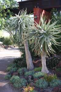 Originating from the coastal central Africa region and South Africa, Aloe Hercules is a hybrid tree 