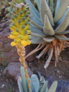 Aloe conifera is a wonderfully attractive deep turquoise small stemless non-suckering species with t