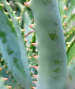 Aloe elgonica is beautiful Aloe from the Trans-Nzoia District of Kenya. It is a clump-forming plant 