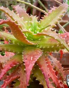 Aloe dorotheae is a gorgeous, suckering, stemless aloe for landscaping in a warm climate and probabl