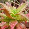 Aloe dorotheae is a gorgeous, suckering, stemless aloe for landscaping in a warm climate and probabl