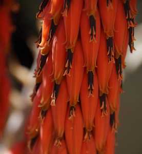 Aloe pseudorubroviolacea is a Saudi Arabian, larger, solitary aloe with decumbent trunk, two foot wi