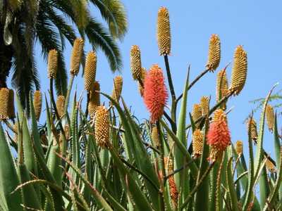 Aloe rupestris is a robust fast growing mostly single stemmed tree aloe with very showy flowers. The
