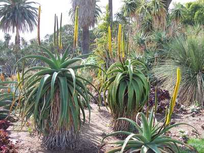 Aloe alooides, also known as graskop aloe, is a single-stemmed tree aloe from coastal South Africa. 