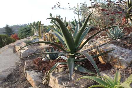 Aloe vaombe, the 'Malagasy Tree Aloe' is one of the most beautiful large tree aloes, making a stunni